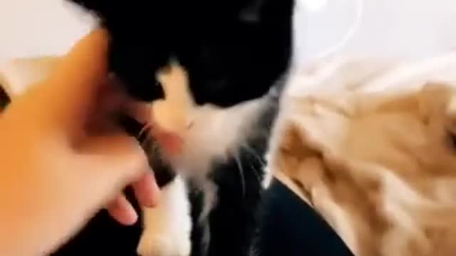 Funny Cats !! Viral Video !! Baby Cats !!