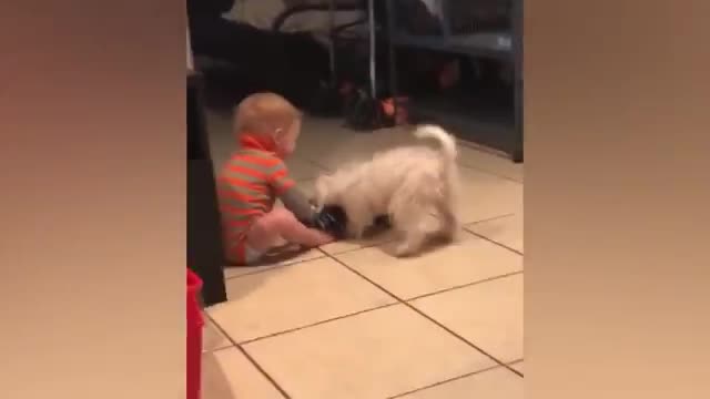 Babies playing with dogs and puppies/funny moments