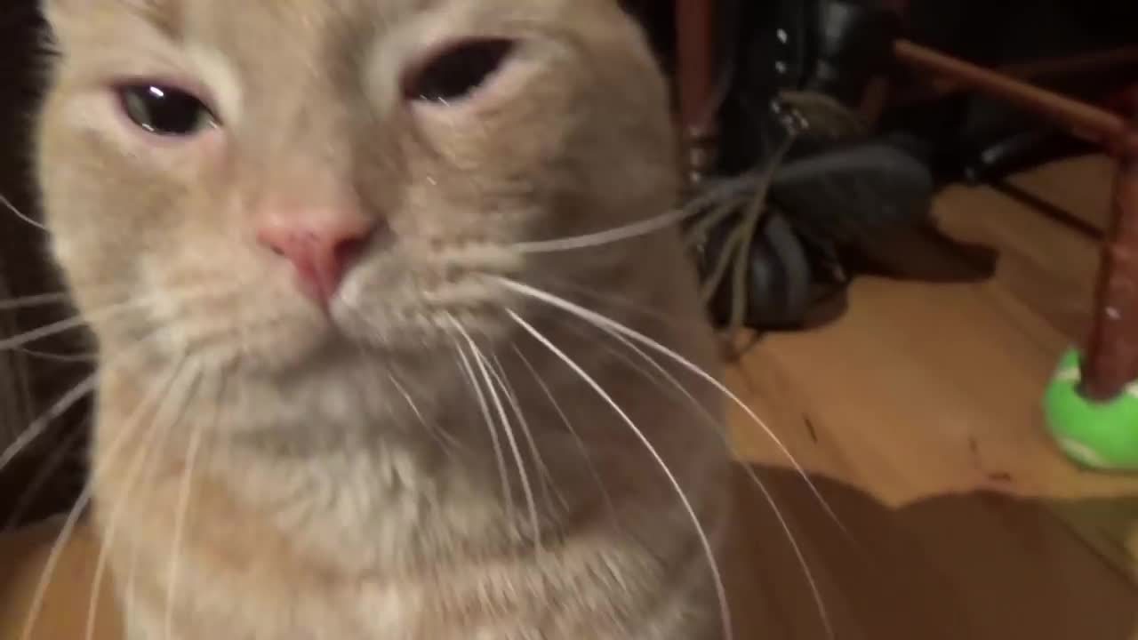 CAT CRYING WITH TEARS 🤧🤧😢😥