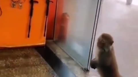 Confused monkey 🐒