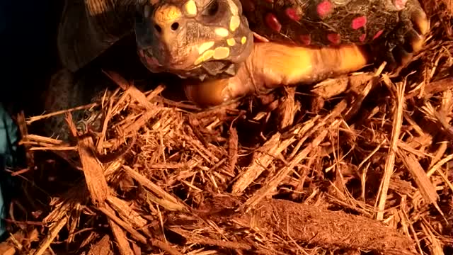 Redfoot Tortoise Ready For Walk