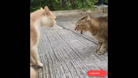 See Cats Chatting