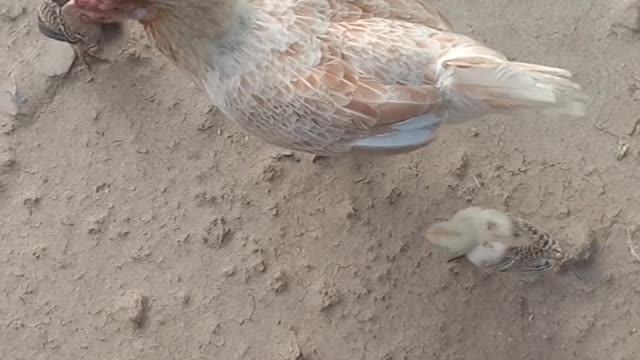 Chicken feeds it's young