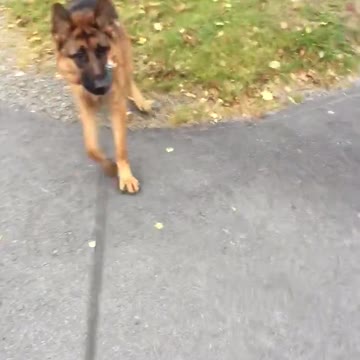 Ovejero Alemán asustado frente a inofensivo cartel