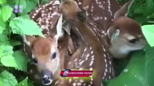 Beautiful Fawns Hiding in Bushes | New Animal Videos 2020 | Latest pet videos 2020 | Dadu vines