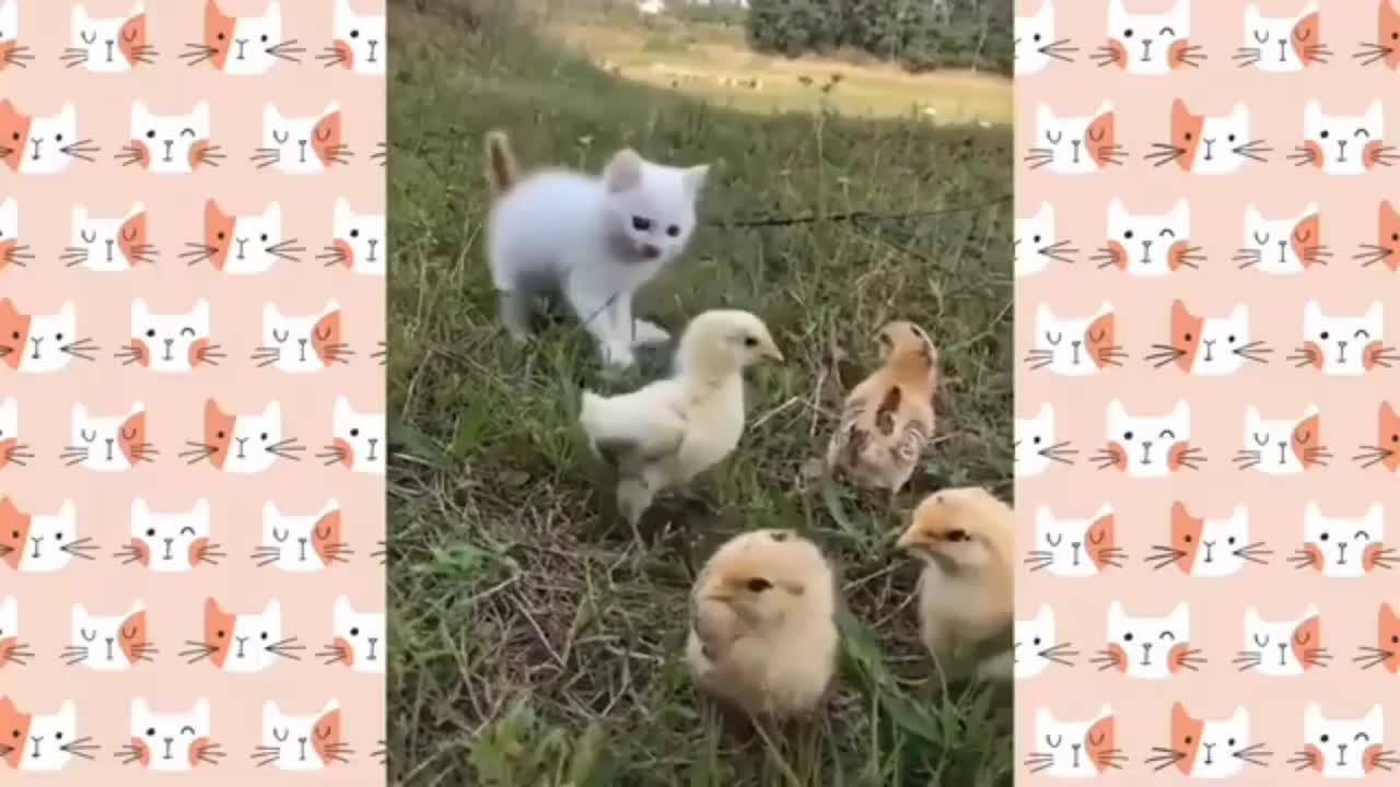 Funny Little Cute Cat Play With Little Chicken