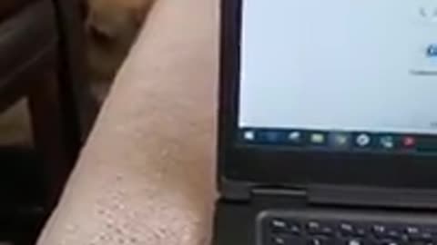 Dog hates this when Disturbed during sleeping