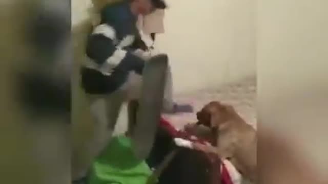 Cachorro Loko brincando com o dono