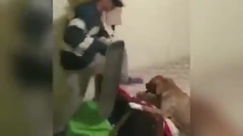 Cachorro Loko brincando com o dono