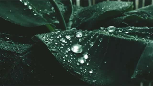 The melody of rain.