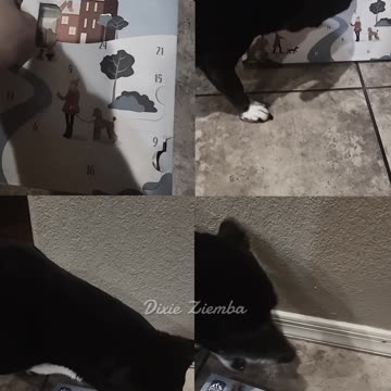 TWO DAYS DOWN, Only A FEW BONES to GO!🐾🎄