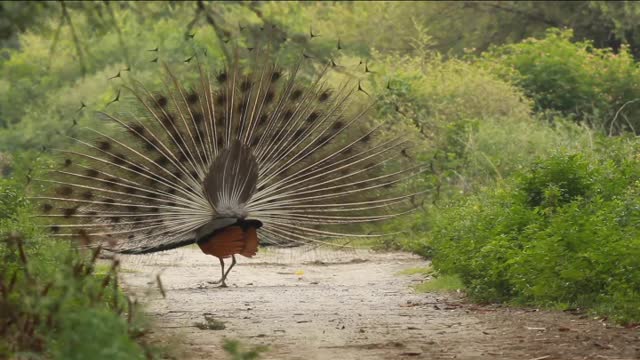 Peacock 😍