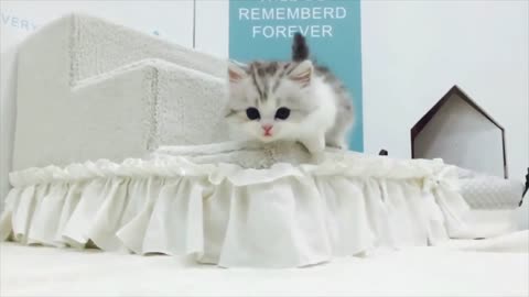 Cutest Kitten Walking - LifeisCute