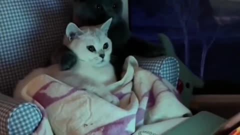 cats watching movies