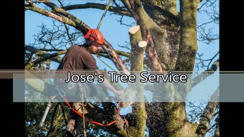 Jose's Tree Service - (254) 223-5749