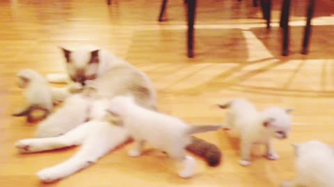 A Nursing Mother Cat With Kittens On The House Floor (6)