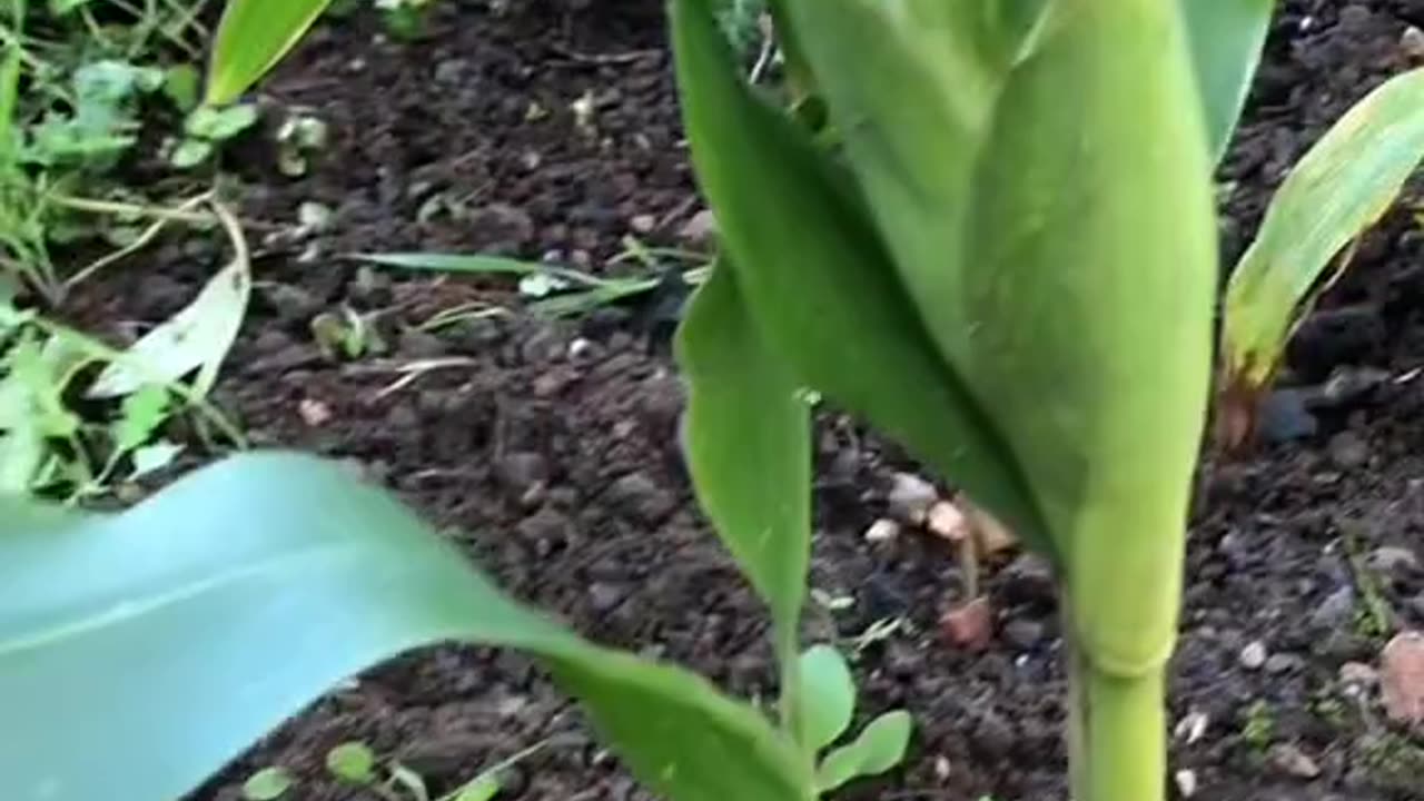 Planting corn from the market (make sure it's natural and not GMO, as they're bad for us and nature)