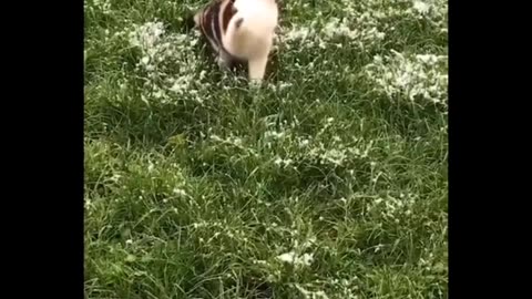 Lal 💜🙏💜🧙‍♂️