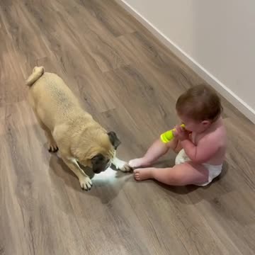 Funny dog play with funny child