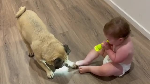 Funny dog play with funny child