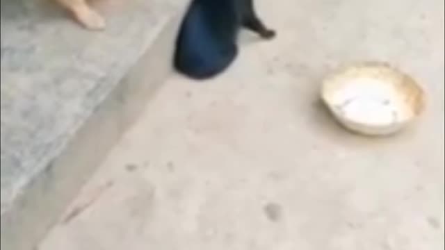Dog 🐕🐕🐕🐕 VS 🐈🐈🐈🐈 Cat Funny Moments/Dog 🐕 VS Cat 🐈 Funny Video