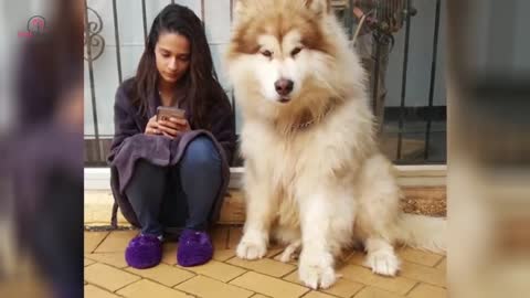 She Brings A Puppy Home And Then Things Start To Get Out Of Her Hand