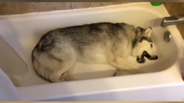 Stubborn Husky throws hilarious temper tantrum