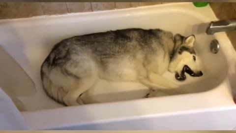 Stubborn Husky throws hilarious temper tantrum