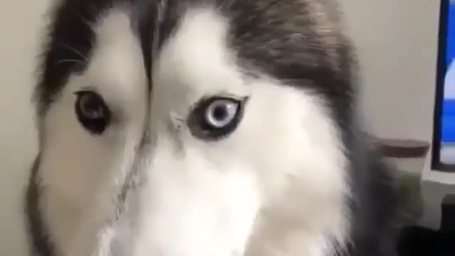 Funniest Siberian Husky Dog Videos 😁😇 Best Funny Animal Videos 2022 😺 Funny Dog Videos 2022 😁