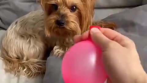 Crazy dog fills balloon with fart and gets mad.