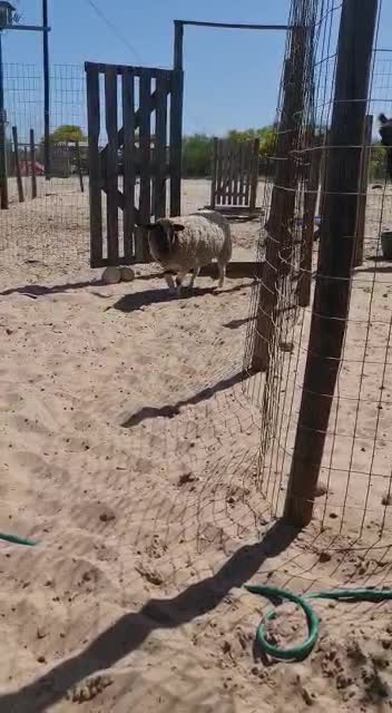 Dolly steps out on prosthetic leg