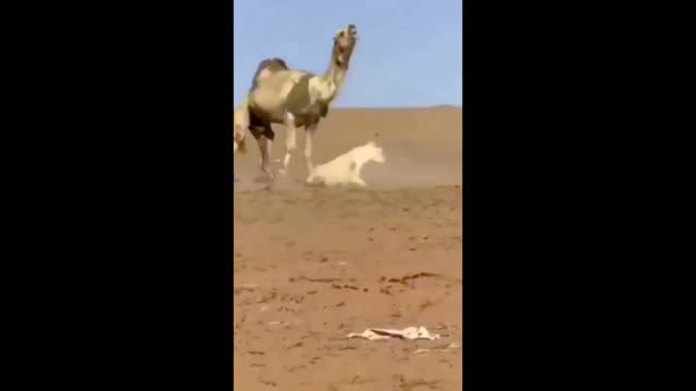 Camel Attack On Poor Donkey