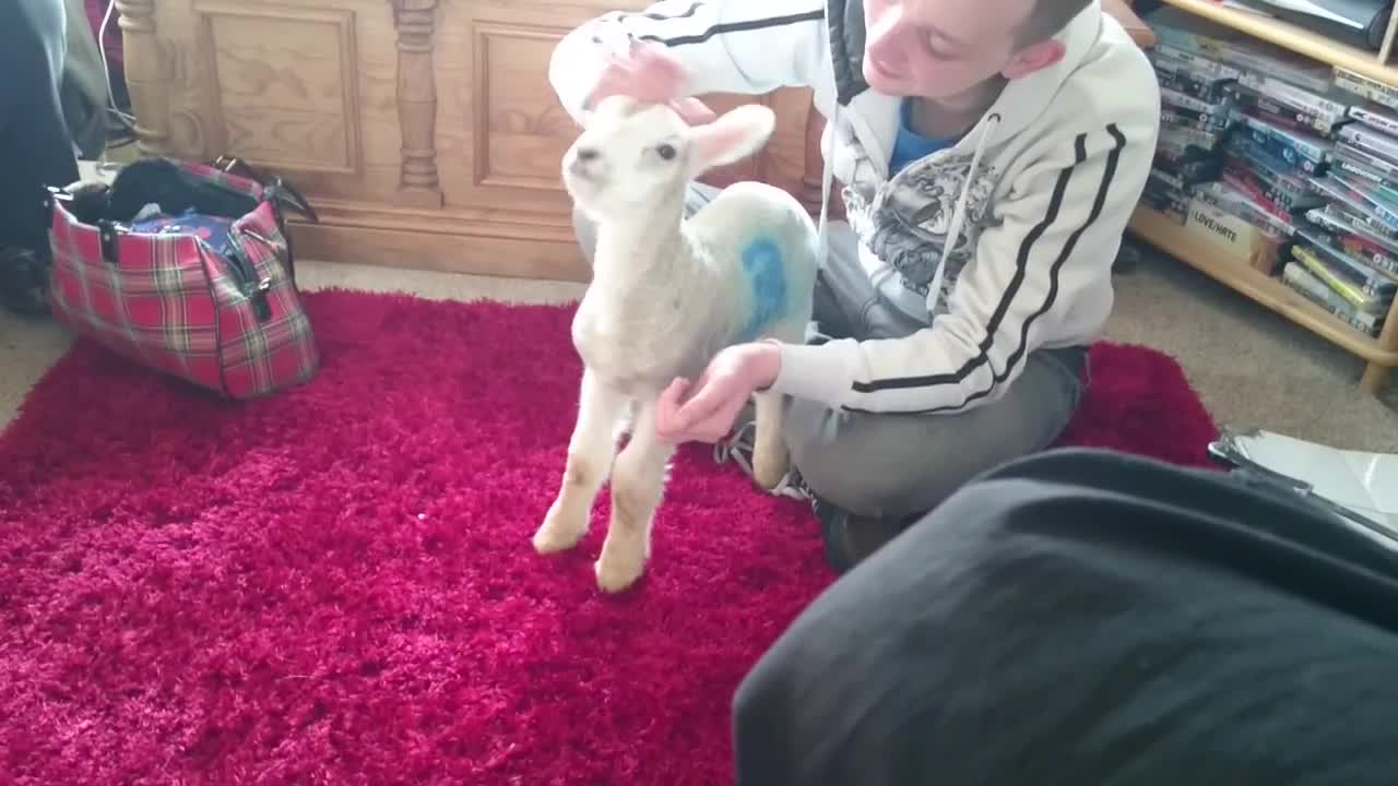 Pet lamb really enjoys head scratch