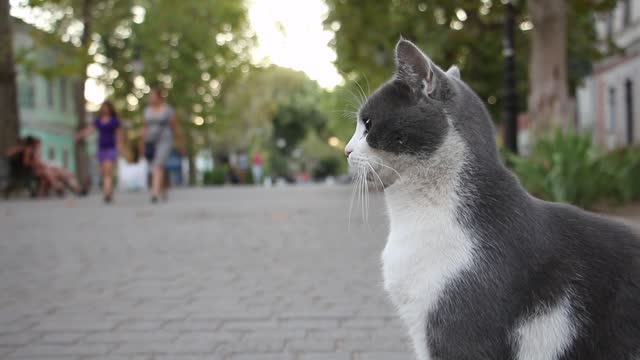 Gray Cat On The Street