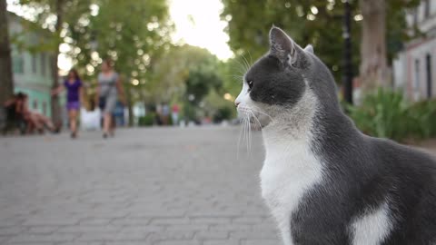 Gray Cat On The Street