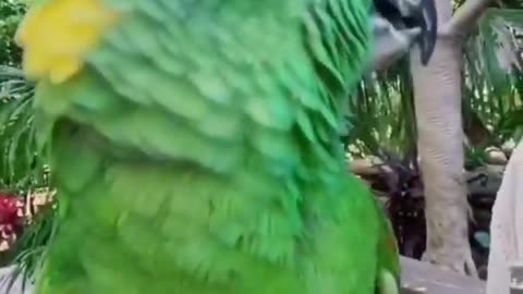 Parrot sound good