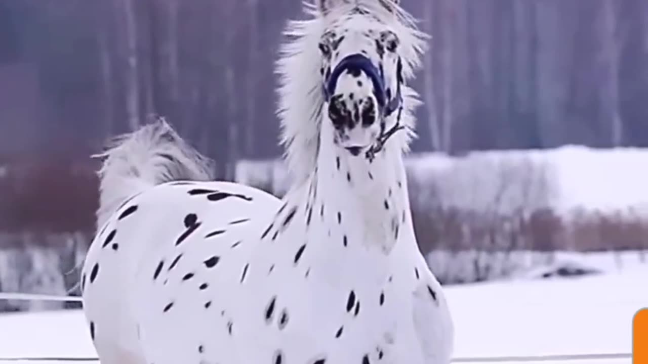 Majestic Marvel: Rare & Stunning Horse Runs Free in Snow - A Sight to Behold!