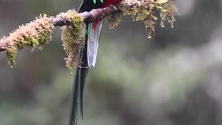 Resplendent Quetzal