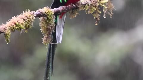 Resplendent Quetzal