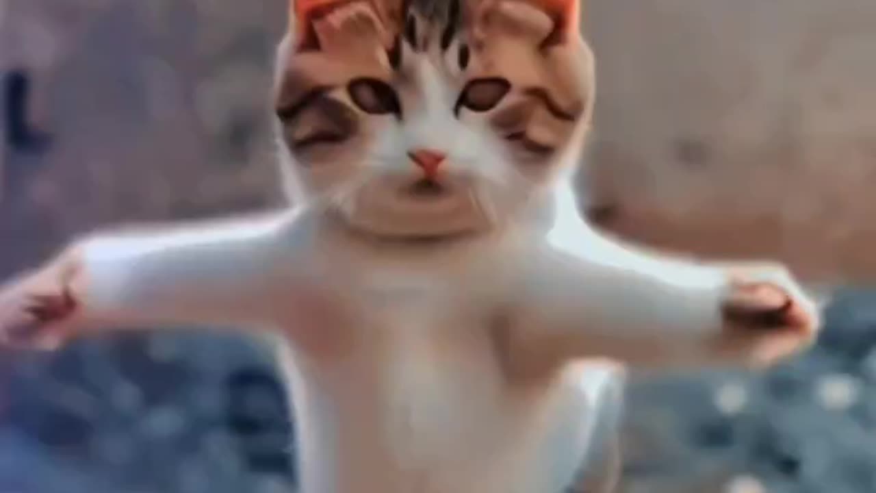 Cat Dancing Video