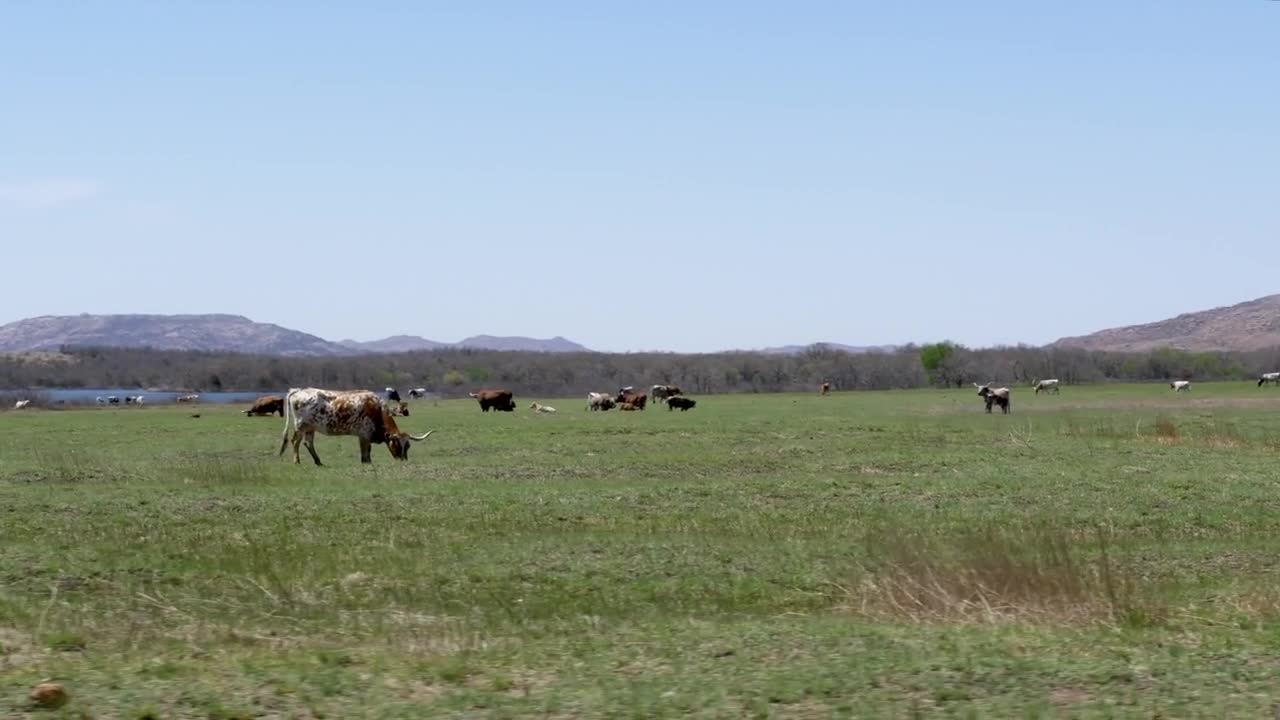 Cows Grazing in Field Under Mountains