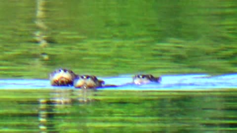 Otter Family