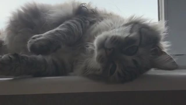 The cutest cat washing!
