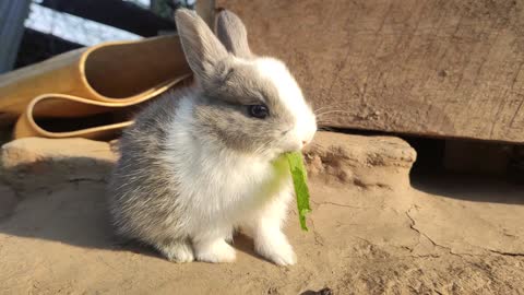 Tiny cute baby rabbit melts your heart❤️.