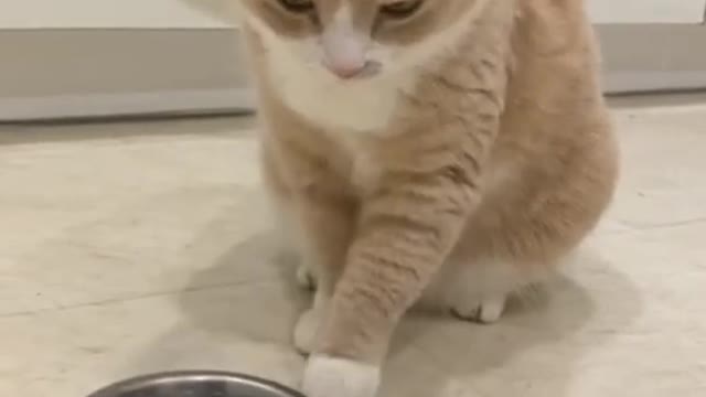 Funny cat video