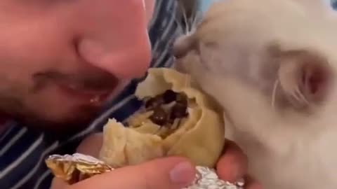 dog eating with owner