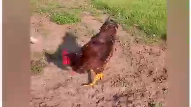 Having a fun and good time while playing. ViralHog