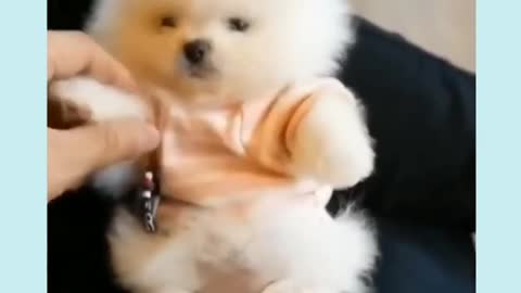 Funny Dogs Cute Dog #shorts