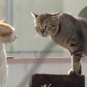 cat voice fights 🤣🤣😂