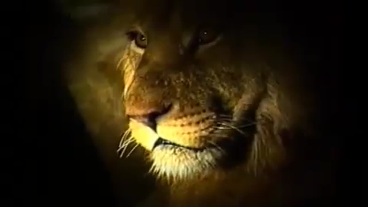 Lion king funny video and amazing video